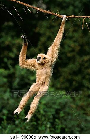 Stock Photography - White-Handed Gibbon, hylobates lar, Adult Hanging from Liana, Asia. Fotosearch