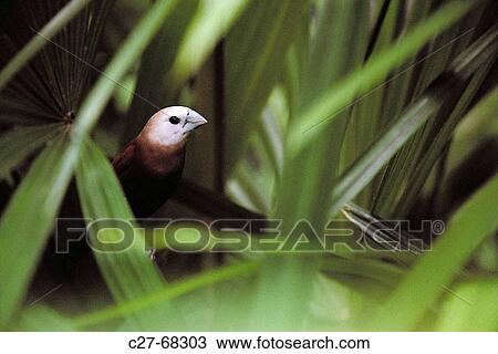 White-headed Munia (Lonchura maja). Malaysia View Large Photo Image Stock Image - White-headed Munia (Lonchura maja). Malaysia. Fotosearch