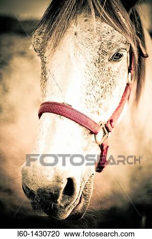 White Horse, Asturias, Spain View Large Photo Image Stock Image - White Horse, Asturias, Spain. Fotosearch