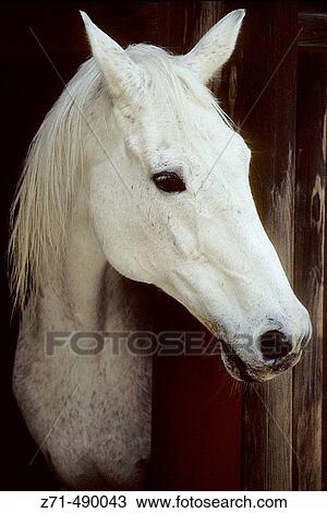 White horse at the Ise-jingu Shinto shrine, Ise. Japan View Large Photo Image Stock Image - White horse at the Ise-jingu Shinto shrine, Ise. Japan. Fotosearch