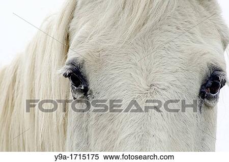 Stock Photography - White horse eyes, Segoyuela de los Cornejos, Tejeda y Segoyuela, Salamanca, Castilla y Leon, Spain. Fotosearch