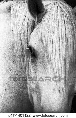 Stock Image - White horse face. Fotosearch