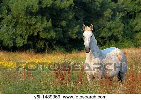 Stock Photo - white horse feeding at pasture with flowers. Fotosearch