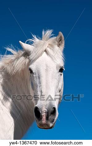 White horse, The Cevennes, France View Large Photo Image Stock Image - White horse, The Cevennes, France. Fotosearch