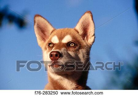 Stock Image - White Husky puppy. Fotosearch