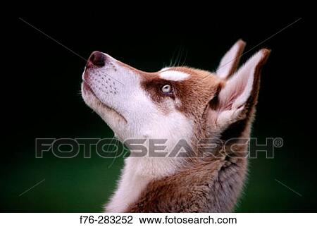 White Husky puppy View Large Photo Image Stock Image - White Husky puppy. Fotosearch