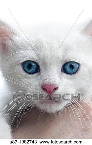 White Kitten with Blue Eyes. View Large Photo Image Stock Image - White Kitten with Blue Eyes.. Fotosearch