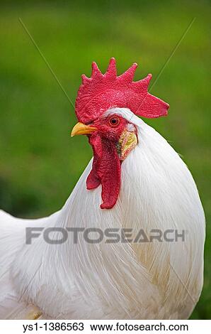 Stock Image - White Leghorn, Domestic Chicken, Portrait of Cockerel. Fotosearch