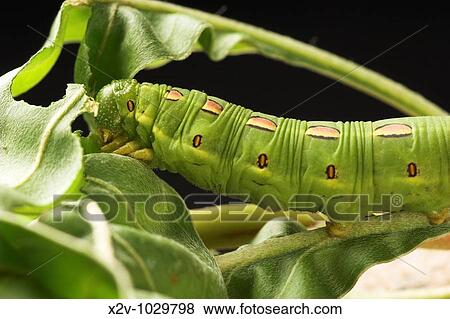 White Lined Sphynx caterpillar Hyles lineata Also known as Hawk Moths, Hummingbird Moths, and Sphynx Moths View Large Photo Image Stock Photo - White Lined Sphynx caterpillar Hyles lineata Also known as Hawk Moths, Hummingbird Moths, and Sphynx Moths. Fotosearch