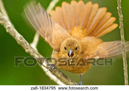 Stock Photography - White-lined tanager Tachyphonus rufus, chick, Northern Venezuela. Fotosearch