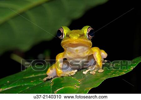 White-lipped Frog Hydarana raniceps. Image taken at Kubah National Park, Sarawak, Malaysia. View Large Photo Image Stock Image - White-lipped Frog Hydarana raniceps. Image taken at Kubah National Park, Sarawak, Malaysia.. Fotosearch