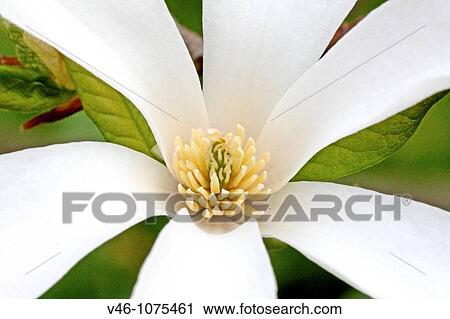 White magnolia flower Center of newly opened white magnolia flower Close-up View Large Photo Image Stock Image - White magnolia flower Center of newly opened white magnolia flower Close-up. Fotosearch