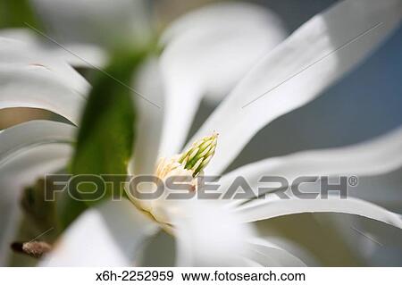 white magnolia stellata free flowing and elegant. View Large Photo Image Stock Photo - white magnolia stellata free flowing and elegant.. Fotosearch