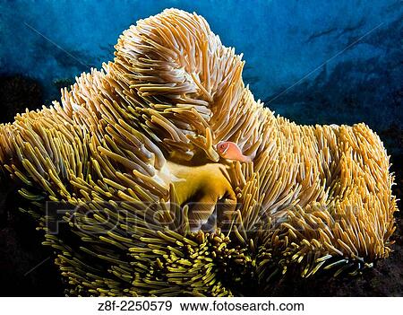 Stock Photo - white mained Anemone Fish, Clownfish Tanavula Point Florida Islands.. Fotosearch