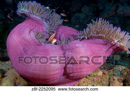 white-maned anemonefish, Amphiprion perideraion, in sea anemone, Heteractis magnifica. View Large Photo Image Stock Photography - white-maned anemonefish, Amphiprion perideraion, in sea anemone, Heteractis magnifica.. Fotosearch