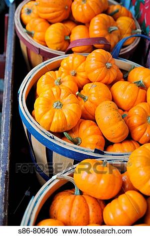 White Mini Pumpkins displayed at an outdoor market View Large Photo Image Stock Photograph - White Mini Pumpkins displayed at an outdoor market. Fotosearch