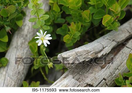 White mountain wildflower between shrubs, Pyrenees, Spain View Large Photo Image Stock Image - White mountain wildflower between shrubs, Pyrenees, Spain. Fotosearch
