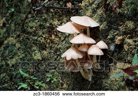 White mushrooms on the path in the tropical jungle, national park, Pulau Pinang, Penang, Malaysia. View Large Photo Image Stock Photograph - White mushrooms on the path in the tropical jungle, national park, Pulau Pinang, Penang, Malaysia.. Fotosearch