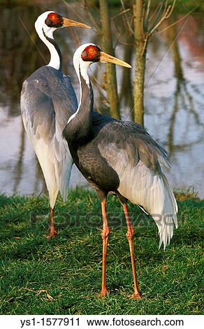 White Naped Crane, grus vipio, Pair standing near Water View Large Photo Image Stock Image - White Naped Crane, grus vipio, Pair standing near Water. Fotosearch