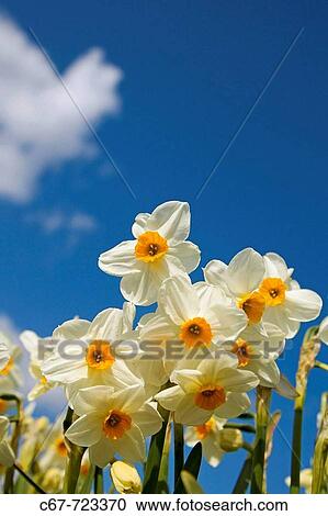 White Narcissus Happisburgh Norfolk April View Large Photo Image Stock Image - White Narcissus Happisburgh Norfolk April. Fotosearch