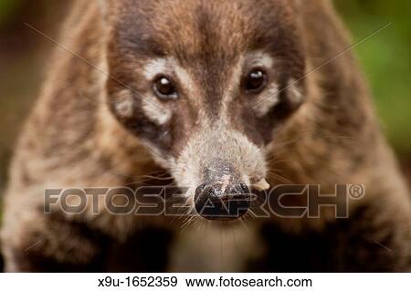 white-nosed coati Nasua narica, Montezuma, Nicoya Peninsula, Costa Rica, Central America View Large Photo Image Stock Photo - white-nosed coati Nasua narica, Montezuma, Nicoya Peninsula, Costa Rica, Central America. Fotosearch