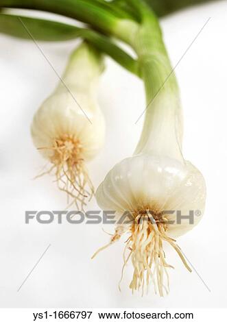White Onion, allium cepa, Vegetable against White Background View Large Photo Image Stock Photo - White Onion, allium cepa, Vegetable against White Background. Fotosearch