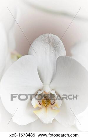 White orchids View Large Photo Image Stock Photography - White orchids. Fotosearch