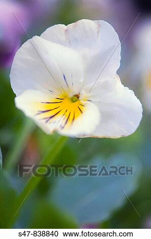 White Pansy. Viola x wittrockiana. View Large Photo Image Stock Image - White Pansy. Viola x wittrockiana.. Fotosearch