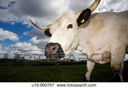 Stock Photo - White Park cattle. Fotosearch