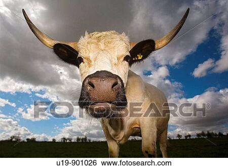 Stock Photograph - White Park Cattle. Fotosearch
