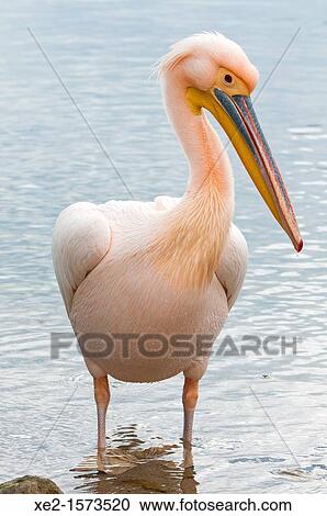 White Pelican - Pelecanus onocrotalus, Crete View Large Photo Image Stock Image - White Pelican - Pelecanus onocrotalus, Crete. Fotosearch