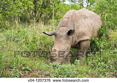 White rhino (Ceratotherium simum) in the Hluhluwe National Park in Kwa Zulu Natal in South Africa View Large Photo Image Stock Photograph - White rhino (Ceratotherium simum) in the Hluhluwe National Park in Kwa Zulu Natal in South Africa. Fotosearch