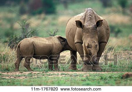 White Rhinoceros, ceratotherium simum, Mother with Calf suckling, South Africa View Large Photo Image Stock Image - White Rhinoceros, ceratotherium simum, Mother with Calf suckling, South Africa. Fotosearch