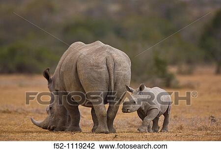 White Rhinoceros (Ceratotherium simum), Solio Ranch Reserve, Kenya View Large Photo Image Stock Image - White Rhinoceros (Ceratotherium simum), Solio Ranch Reserve, Kenya. Fotosearch