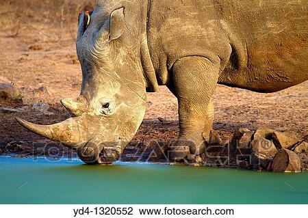 White Rhinoceros Ceratotherium simum, in the waterhole, Kruger National Park, South Africa View Large Photo Image Stock Image - White Rhinoceros Ceratotherium simum, in the waterhole, Kruger National Park, South Africa. Fotosearch