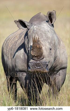 White Rhinoceros Ceratotherium simum standing in savannah, Lake Nakuru National Park, Kenya View Large Photo Image Stock Image - White Rhinoceros Ceratotherium simum standing in savannah, Lake Nakuru National Park, Kenya. Fotosearch