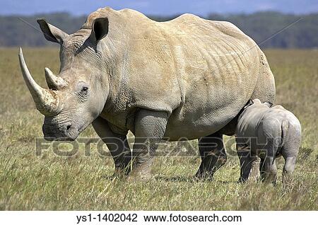 Stock Image - White Rhinoceros, ceratotherium simum, Female with Calf, Nakuru Park in Kenya. Fotosearch