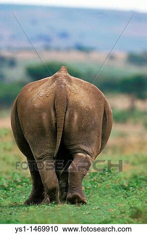 White Rhinoceros, ceratotherium simum, Adult, South Africa View Large Photo Image Stock Image - White Rhinoceros, ceratotherium simum, Adult, South Africa. Fotosearch