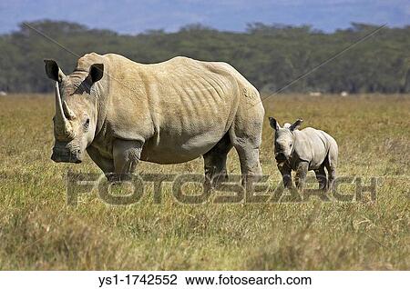 White Rhinoceros, ceratotherium simum, Female with Calf, Nakuru Park in Kenya View Large Photo Image Stock Image - White Rhinoceros, ceratotherium simum, Female with Calf, Nakuru Park in Kenya. Fotosearch