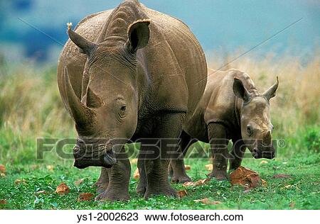 White Rhinoceros, ceratotherium simum, Mother with Calf, South Africa. View Large Photo Image Stock Image - White Rhinoceros, ceratotherium simum, Mother with Calf, South Africa.. Fotosearch