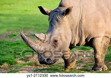 White Rhinoceros, ceratotherium simum. View Large Photo Image Stock Image - White Rhinoceros, ceratotherium simum.. Fotosearch