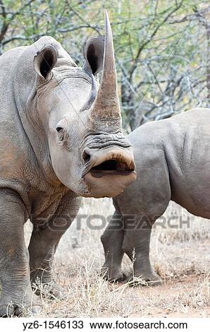White Rhinoceros (Ceratotherium simum) sneezing, Greater Kruger Park, South Africa View Large Photo Image Stock Image - White Rhinoceros (Ceratotherium simum) sneezing, Greater Kruger Park, South Africa. Fotosearch