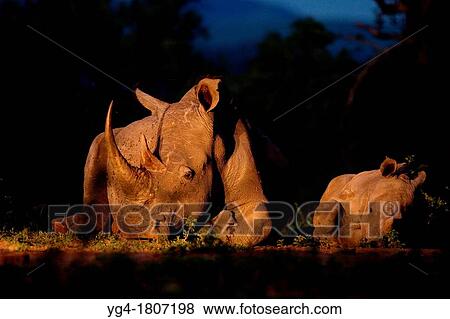 White Rhinoceros Ceratotherium simum Endangered species Near Threatened View Large Photo Image Stock Photo - White Rhinoceros Ceratotherium simum Endangered species Near Threatened. Fotosearch