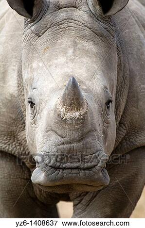 White Rhinoceros Ceratotherium simum Kruger NP, South Africa View Large Photo Image Stock Photo - White Rhinoceros Ceratotherium simum Kruger NP, South Africa. Fotosearch