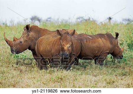 White Rhinoceros, ceratotherium simum, South Africa. View Large Photo Image Stock Photograph - White Rhinoceros, ceratotherium simum, South Africa.. Fotosearch