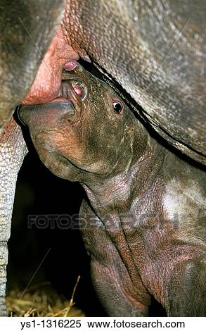 WHITE RHINOCEROS ceratotherium simum, BABY SUCKLING MOTHER View Large Photo Image Stock Photography - WHITE RHINOCEROS ceratotherium simum, BABY SUCKLING MOTHER. Fotosearch
