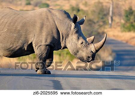 White rhinoceros, Ceratotherium simum, crossing the road, Kruger National Park, South Africa. View Large Photo Image Stock Photography - White rhinoceros, Ceratotherium simum, crossing the road, Kruger National Park, South Africa.. Fotosearch