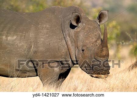 White rhinoceros Ceratotherium simun, eating, Kruger National Park, South Africa View Large Photo Image Stock Photo - White rhinoceros Ceratotherium simun, eating, Kruger National Park, South Africa. Fotosearch