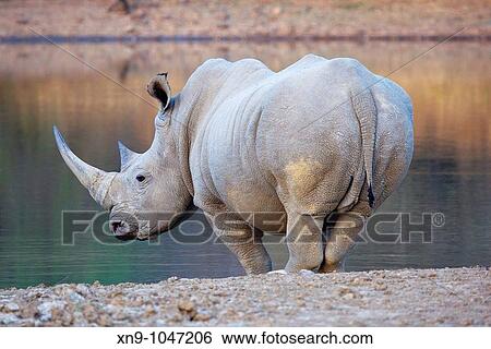 White rhinoceros Ceratotherium simun, drinking water, Mokolodi Nature Reserve, Botswana View Large Photo Image Stock Photograph - White rhinoceros Ceratotherium simun, drinking water, Mokolodi Nature Reserve, Botswana. Fotosearch