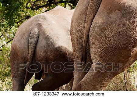 White Rhinoceros Cerototherium simium, Masai Mara, Kenya View Large Photo Image Stock Photo - White Rhinoceros Cerototherium simium, Masai Mara, Kenya. Fotosearch